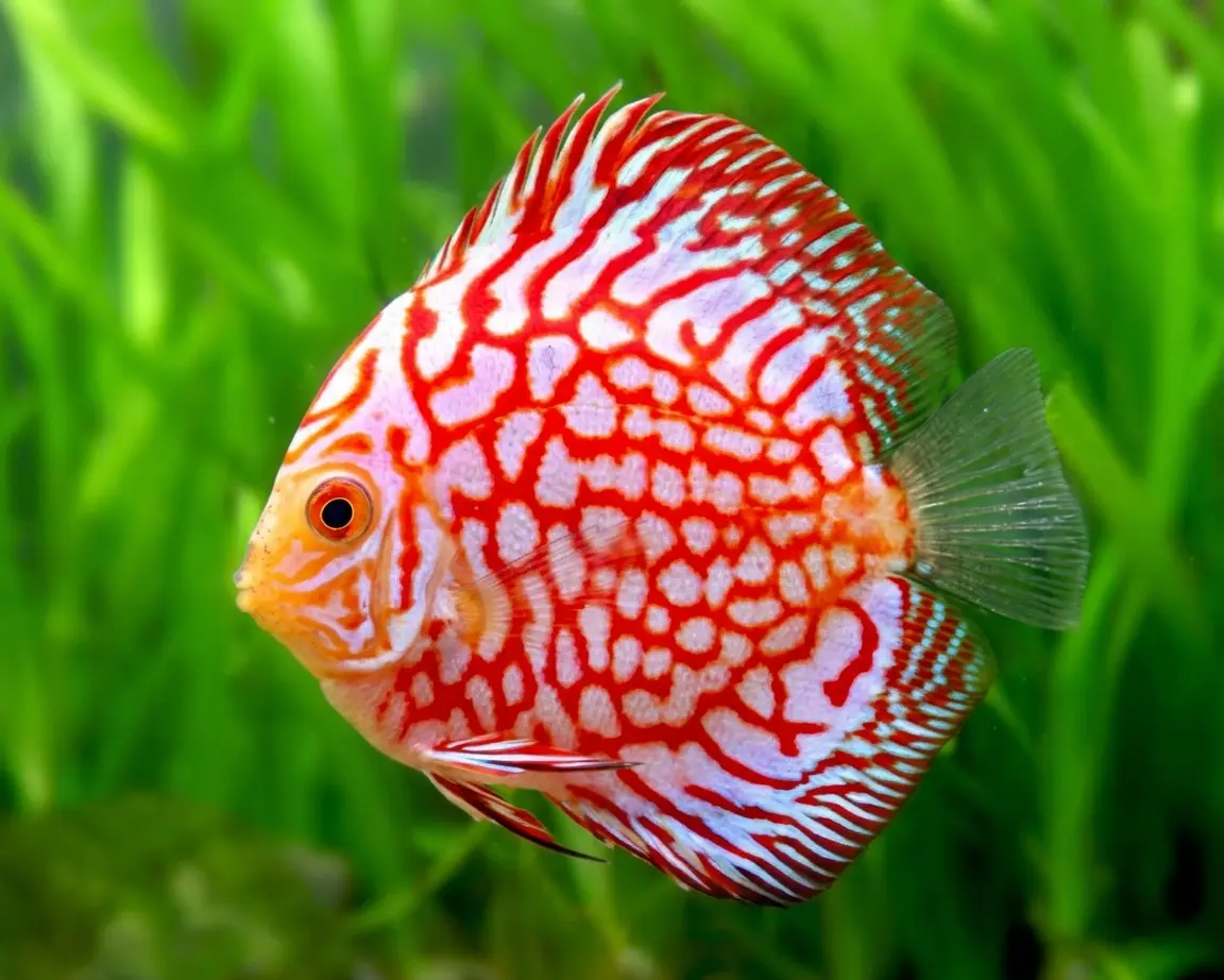 ヘッケルディスカス